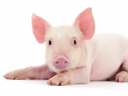 Pig картинки