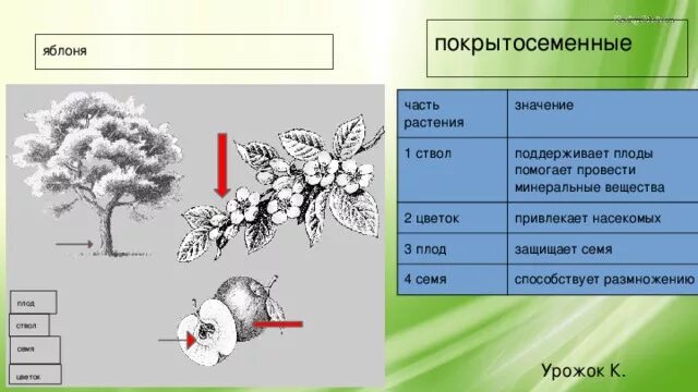 Покрытосеменные яблоня. Яблоня покрытосеменное растение. Яблоня цветковое растение. Яблонь характеристика растения Покрытосеменные. Яблоня относится к растениям