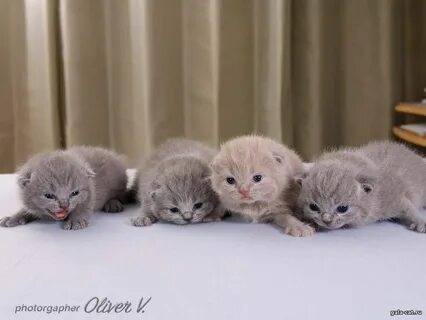 Как выглядят котята в 2 недели