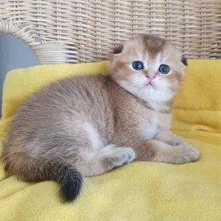 Шотландская кошка золотая шиншилла