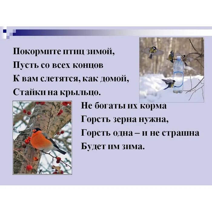Как зимой помочь. Покорми птиц зимой проект. покормите животных зимой. защита зимующих птиц. проект зимующие птицы.