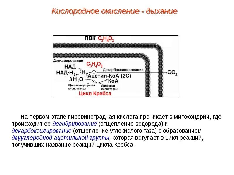 Последовательность энергетического обмена окисление пировиноградной кислоты. Кислородное окисление пвк. клеточное дыхание образование пировиноградной кислоты. декарбоксилирование пвк аэробного дыхания.. кислородный этап клеточного дыхания.