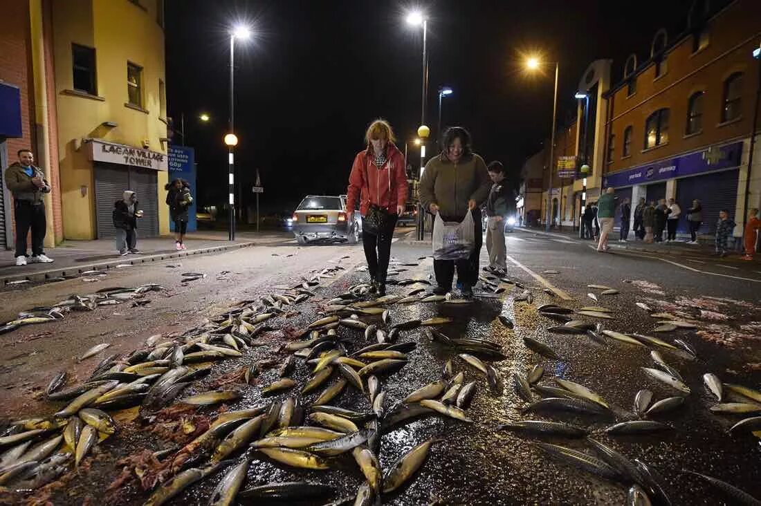 рыба- дождевая рыба. рыбий ливень в гондурасе. в городе йоро гондурасе рыбный дождь. дождь из рыбы. дождь из рыбы.
