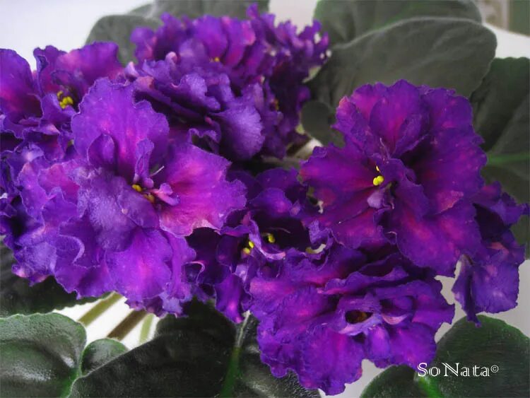 Сенполии селекции фиалковода. Сорт фиалки шансон. Фиалка украинский шансон фото. Sl украинский шансон фиалка. Фиалка сорт shanson.