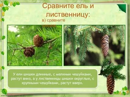 Какие особенности у ели