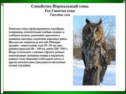 Экологическое описание совы