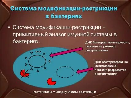 Модификация овчаровой
