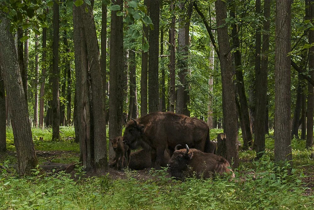 заповедники ленинградской области зубры. приокско-террасный заповедник. заповедник зубров в серпухове. приокско террасный заповедник видео. заповедник зубров в серпухове.