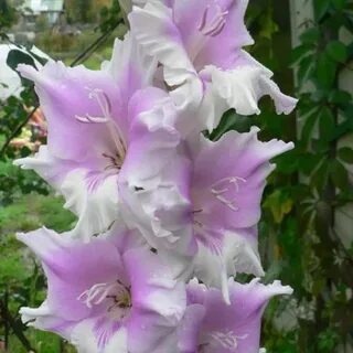 Внучкины реснички