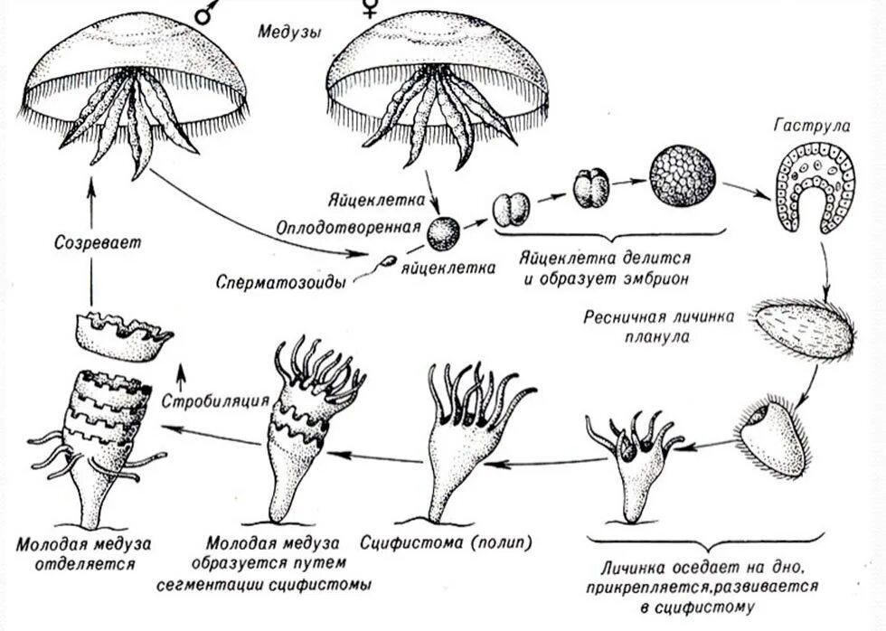 Жизненный цикл сцифоидных медуз схема. Размножение сцифоидных медуз схема. Цикл развития сцифоидной медузы. Установите последовательность этапов полового