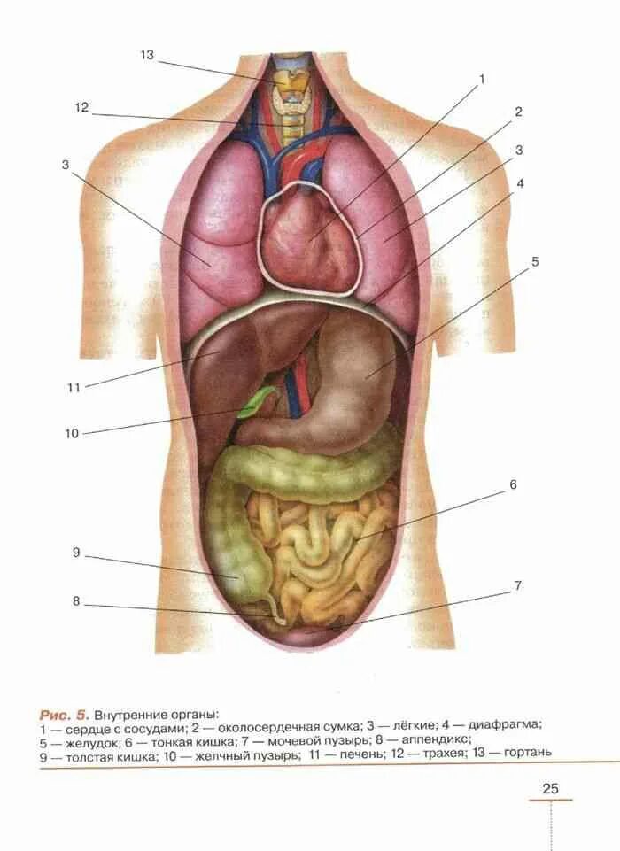 Вид внутренних органов. Биология анатомия человека 8 класс. Внутренние органы человека учебник 8 класс. Внутренние органы человека биология 8 класс. Строение человека учебник биологии 8.