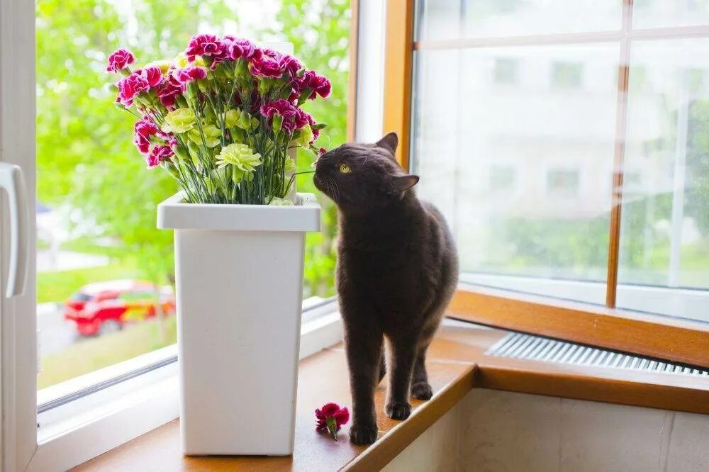 Почему кот есть цветок. Кошки и комнатные растения. кошки и домашние цветы. кошачий цветок комнатный. комнатные растения безопасные для кошек.