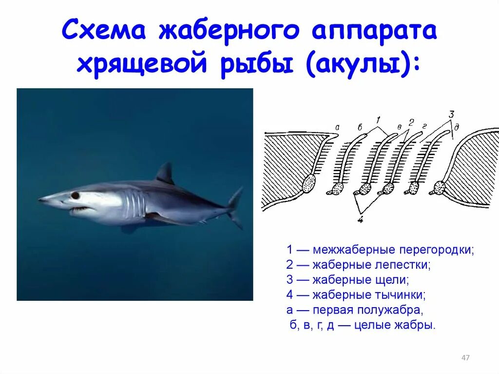 Какую функцию выполняют жабры у китовой акулы