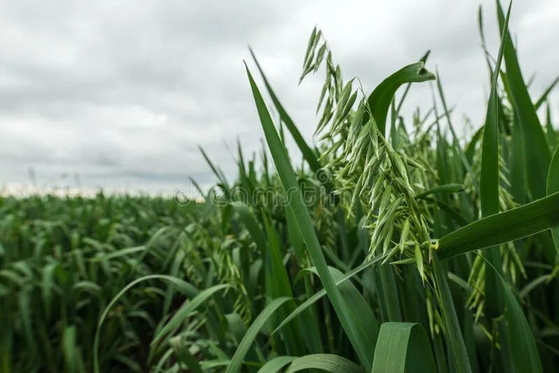 Planting Spring Oats, Barley, and Wheat: Timing and Tips