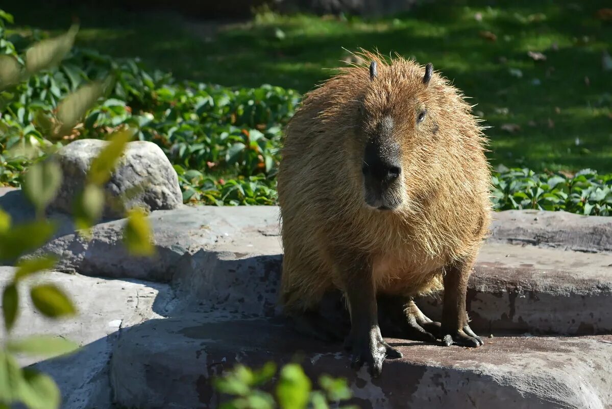 зоопарк калининград капибары. свинка капибара. водосвинка капибара. беременная капибара. ондатра и капибара.