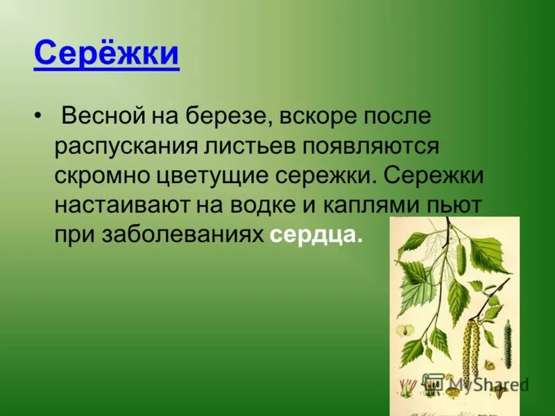 На березке появились. Появление листьев на Березе весной. Весной на берёзе появляются листья. Описание серёжек берёзы. Сережки березы образуются.