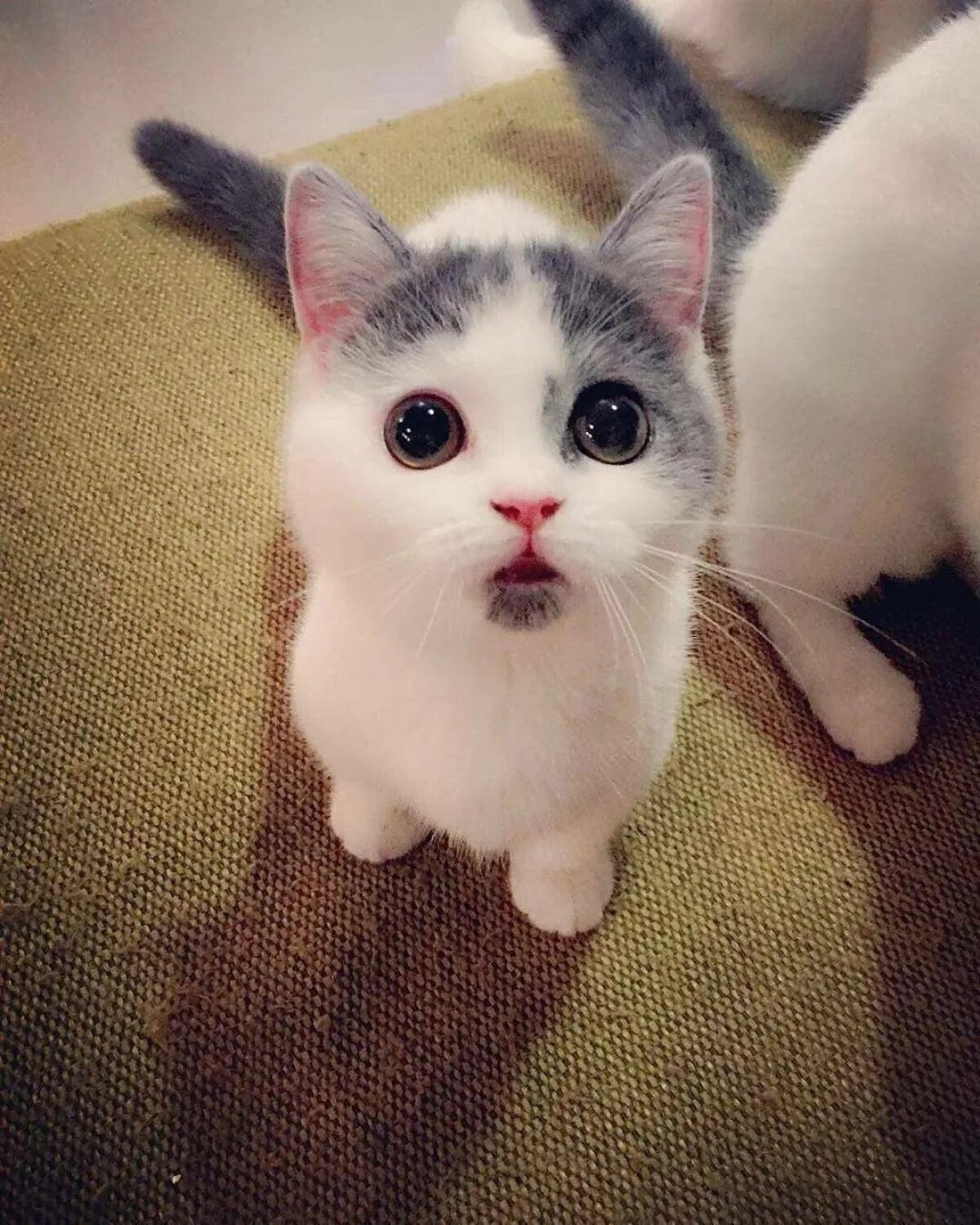 Забавные кошки. Мимишные животные. Милые котики. E590 чехол. Мимими фото.