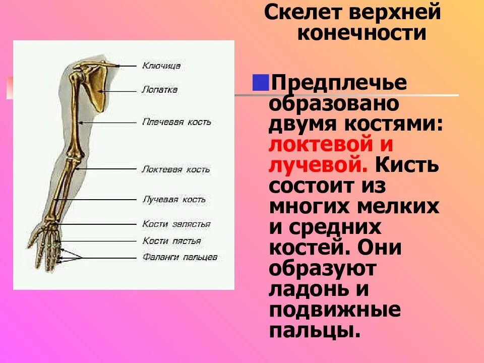 Скелет конечностей. Скелет верхней конечности. Название верхних конечностей человека. Скелет предплечья верхней конечности.