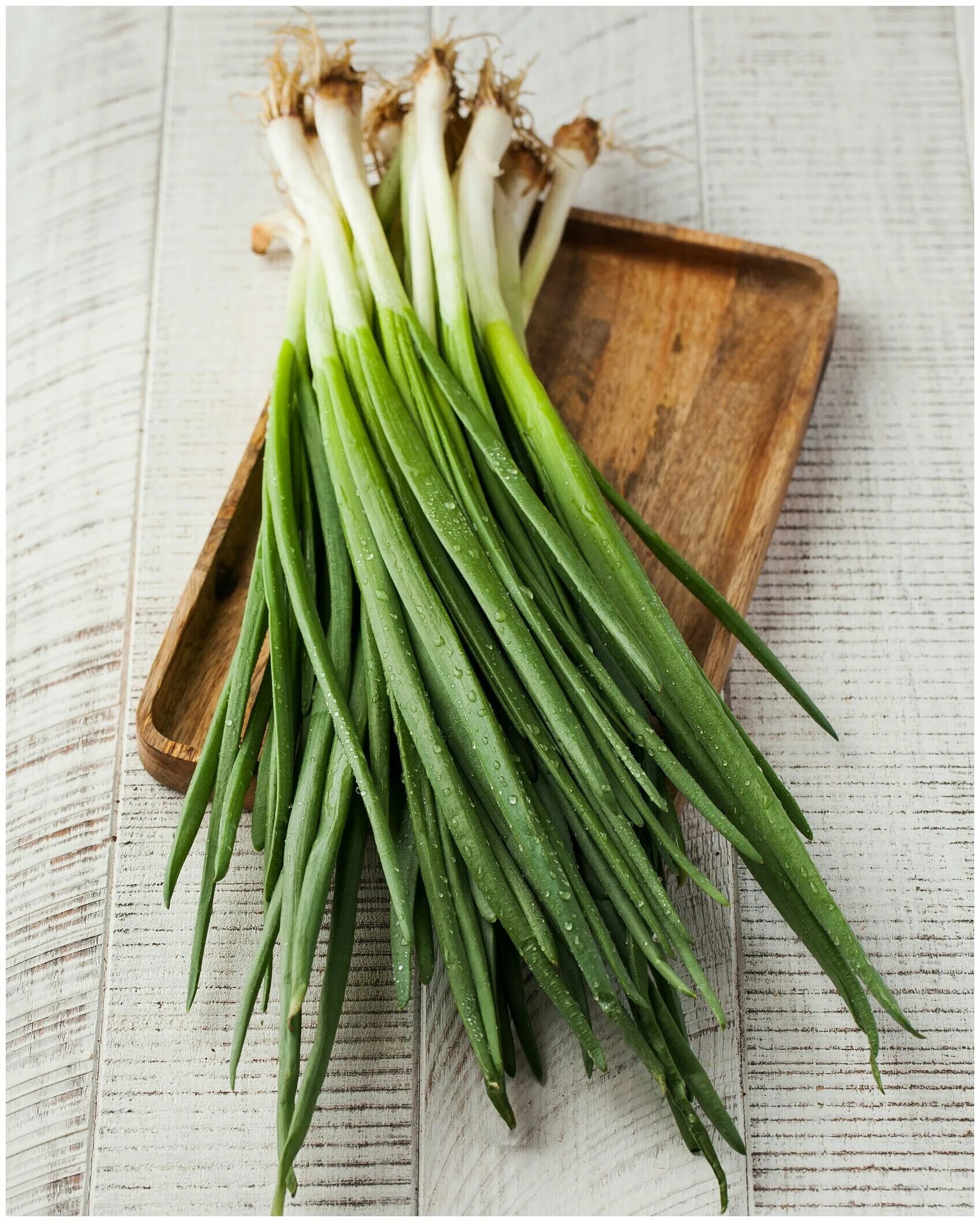 лук севок на зелень. на перо лук стригуновский. лук батун лонг токио. лук зеленый перо. лук перьевой.