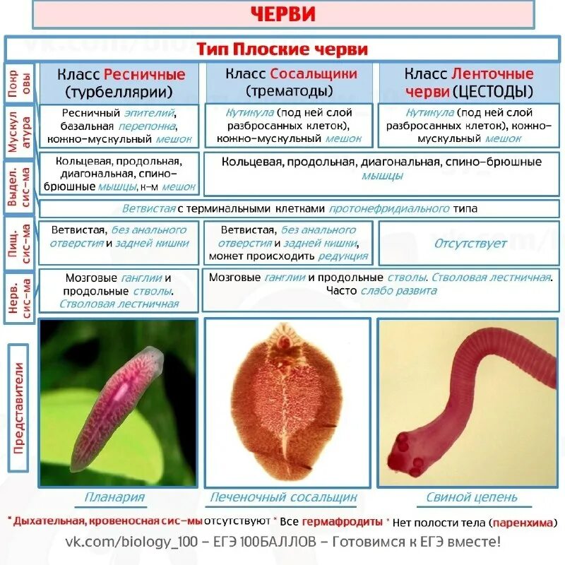 классификация плоских червей схема. черви биология егэ. плоские черви егэ. кольчатые черви егэ. черви биология егэ.