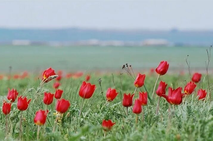 Тюльпаны орск. Тюльпан Шренка Калмыкия. Тюльпаны степные Калмыкия Калмыкия. Степные тюльпаны в Калмыкии. Тюльпаны в степи Калмыкии.