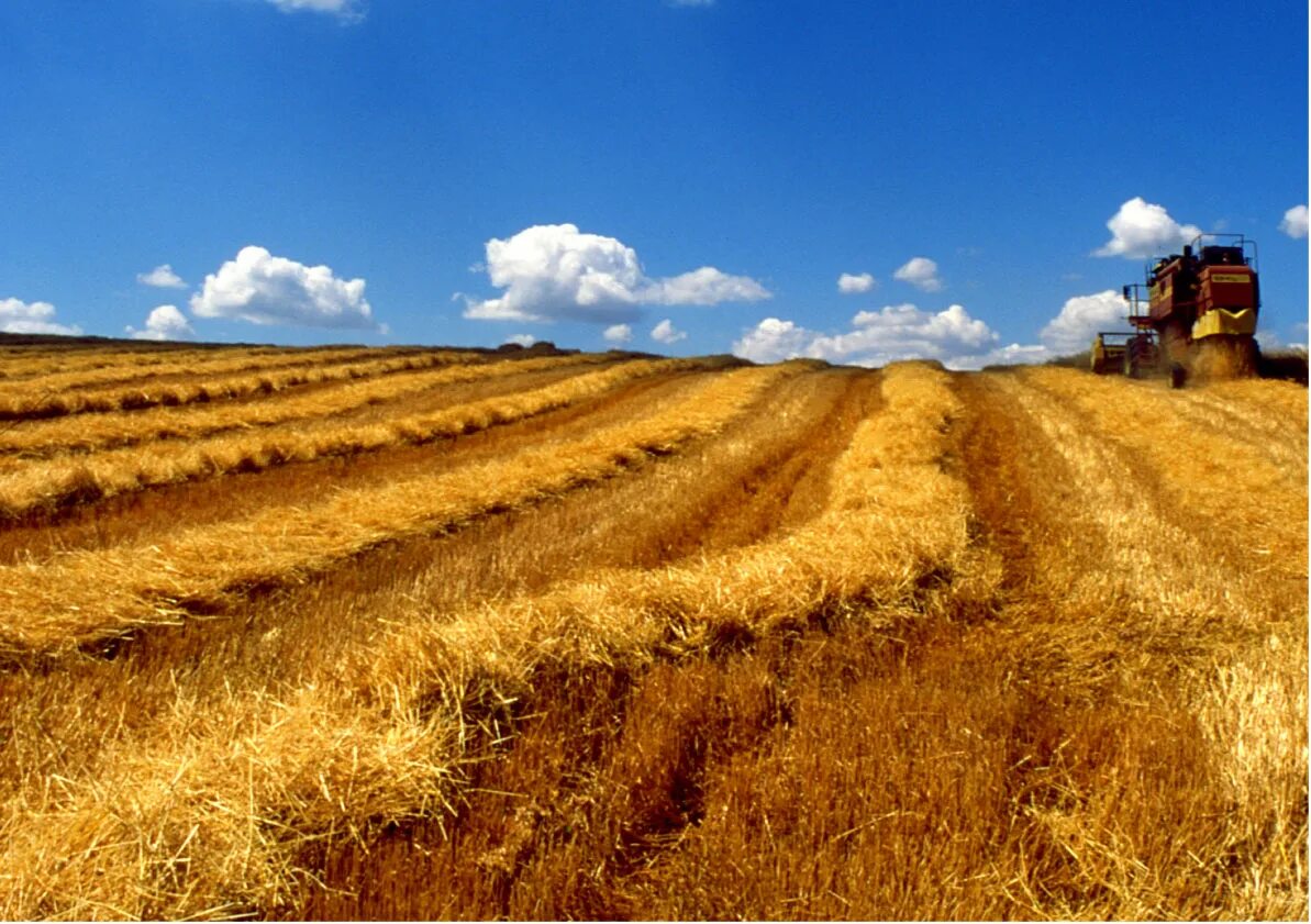 Wheat field. Wheat field Aerial. Wheat Heat field. Wheat fields in VR. Fields api