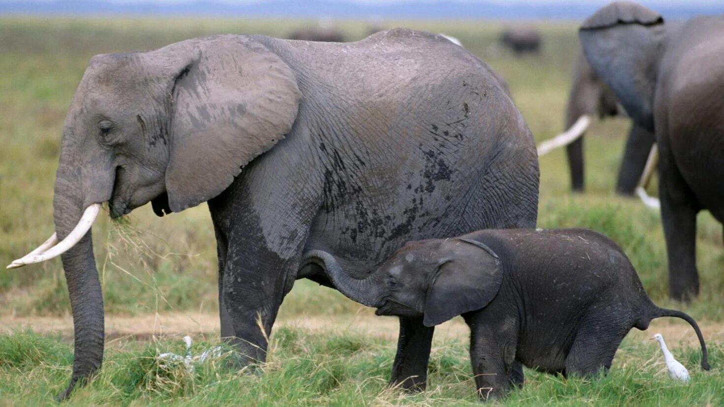 Национальный парк Комоэ кот-д Ивуар. Кот ДИВУАР животные. Национальный парк Комоэ в Африке. Слон слониха Слоненок.