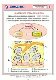 Внутренних тел 8