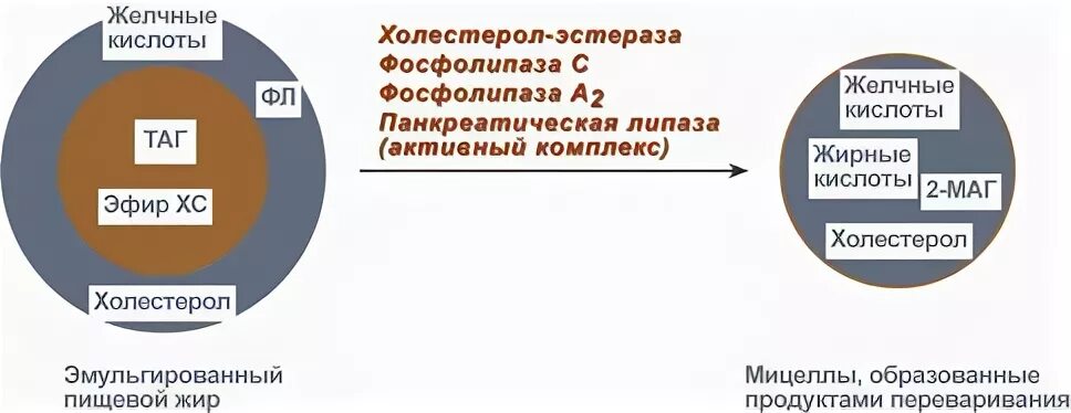 Кис эфир. Строение смешанной мицеллы биохимия. Схема структуры мицеллы биохимия. Мицелла схема биохимия. Строение мицеллы биохимия.