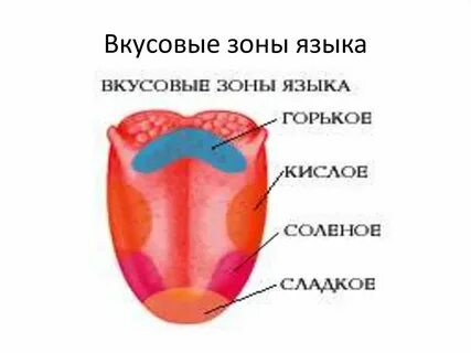 Язык маленький орган