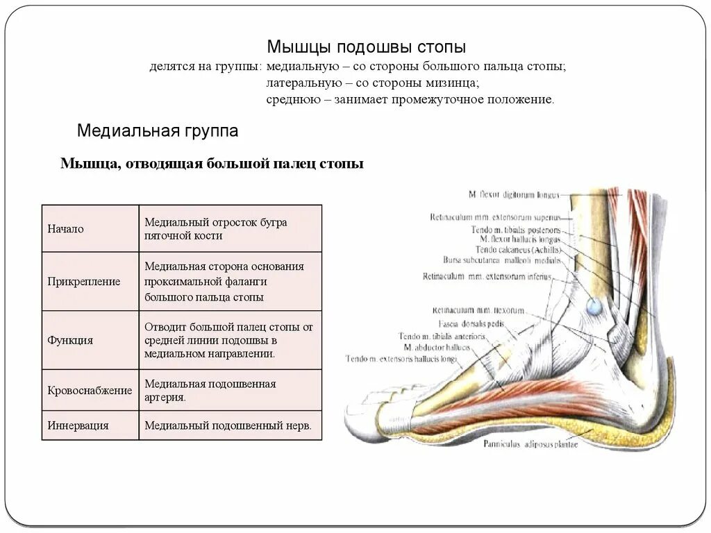 Медиальный и латеральный это. Мышцы подошвы стопы латеральная группа. Медиальная группа подошвенных мышц. Мышцы подошвы стопы (медиальная, средняя, латеральная группа).. Мышцы подошвы стопы анатомия.