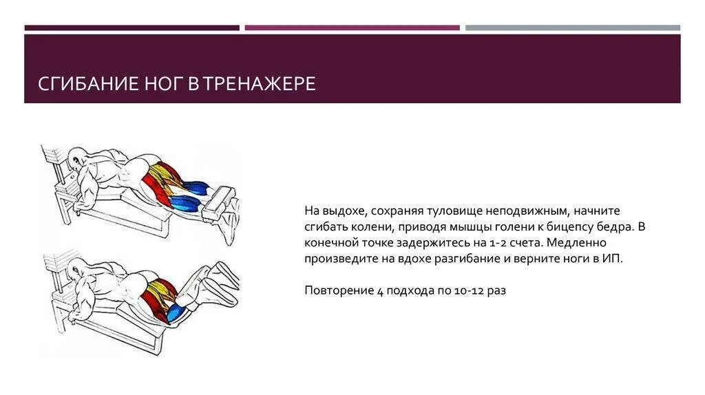 Мышцы сгибающие и разгибающие голень