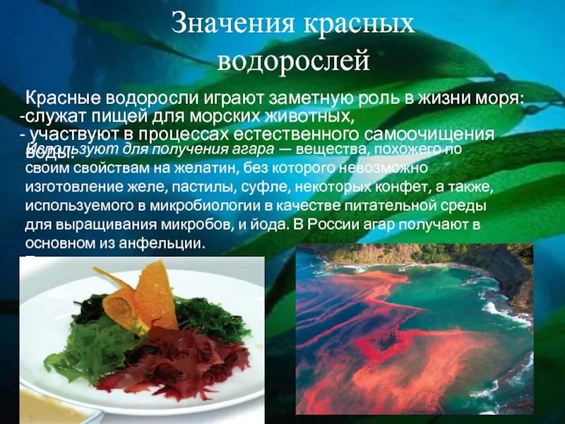 Сообщение о значении водорослей. Красные водоросли. Значение красных водорослей. Красные водоросли в природе и жизни человека. Красные водоросли в природе.