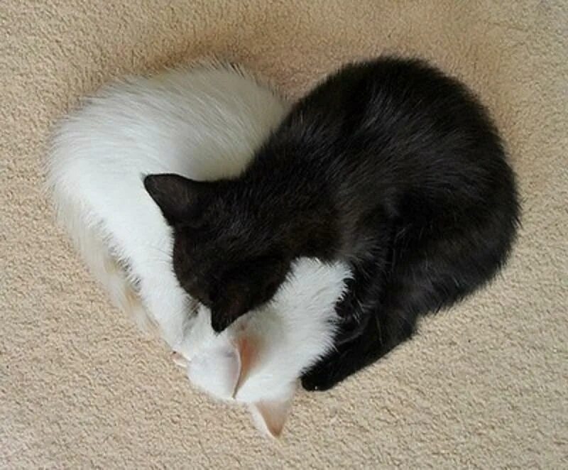 Сердечко в виде кота. Черный и белый котенок. Котики лежат сердечком. Кошачьи хвосты сердечком. Котики с хвостами сердечком