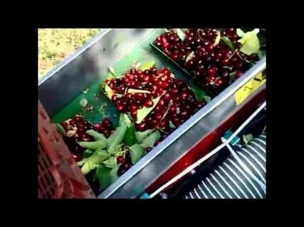 Собранную черешню раскладывают в ящике