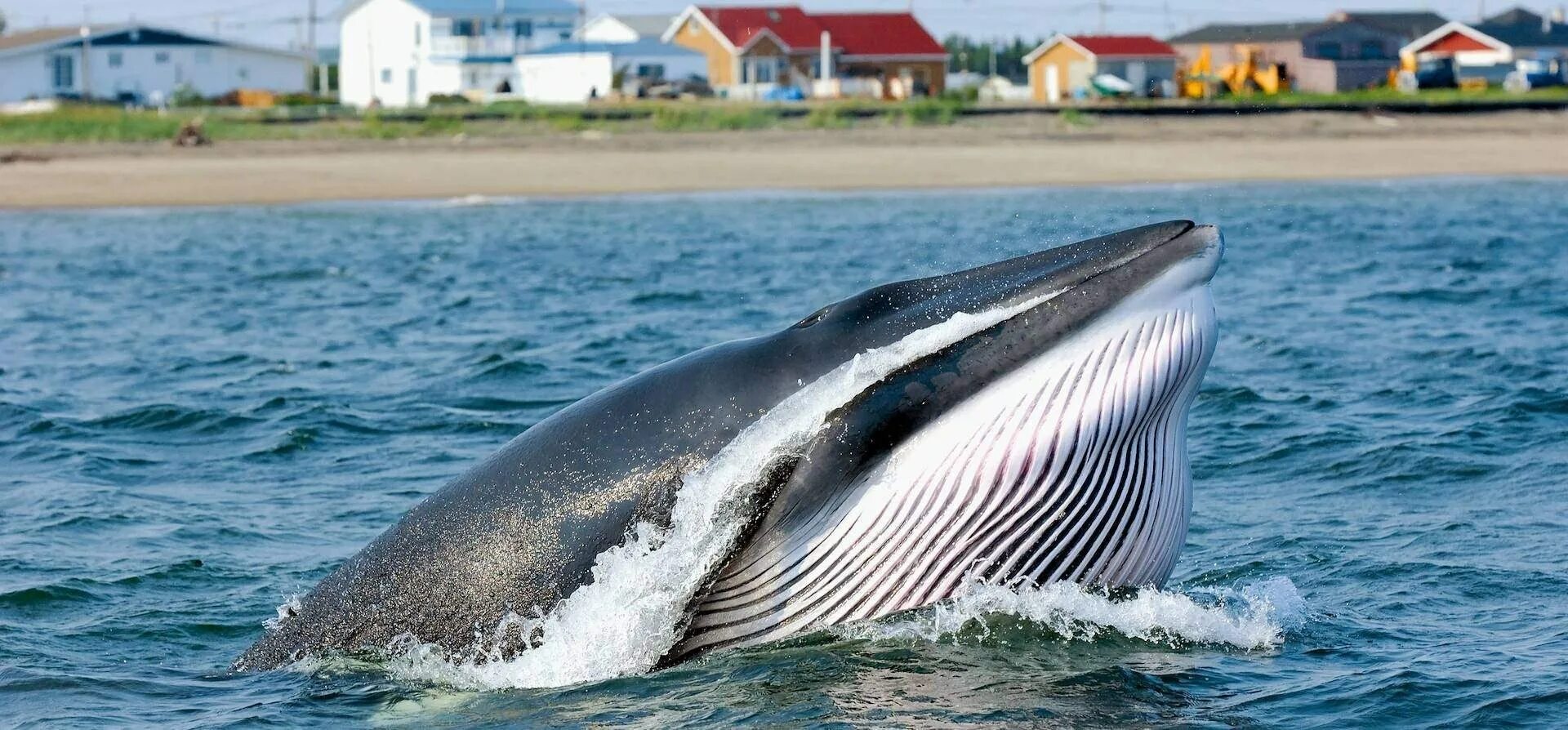 Малый полосатик balaenoptera acutorostrata. Сейвал (ивасевый кит). Кит малый полосатик. Кит минке. Кит полосатик брайда.