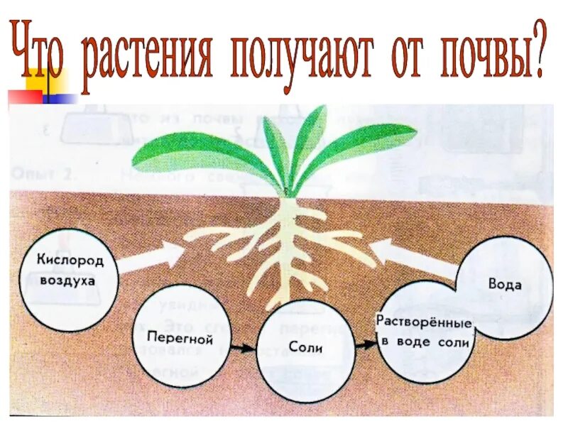 Из воздуха лист получает. Состав почвы схема 3 класс. Что растения получают из почвы. Рисунок на тему почва. Схема почвы 3 класс.