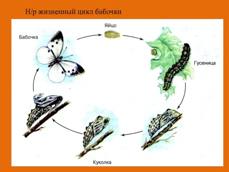 Развитие бабочки схема. Жизненный цикл бабочки капустницы. Цикл развития бабочки капустницы. Стадии развития бабочки капустницы. Цикл развития капустной белянки.