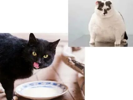 Можно ли кошкам давать молоко