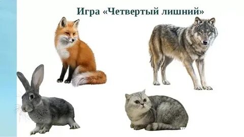 4 лишний дикие животные