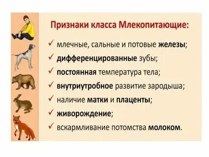 Основные признаки человека как представителя млекопитающих