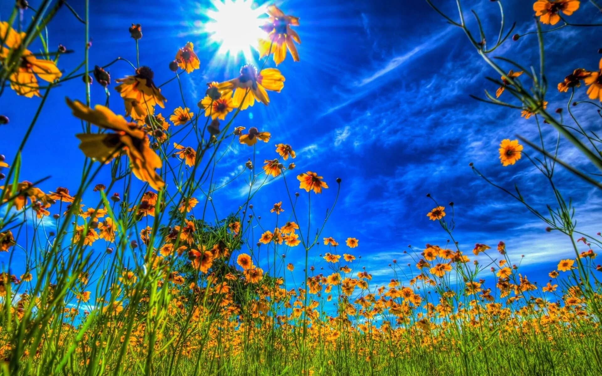 Яркая природа. Лето солнце. Цветы и солнце. Солнечное лето. Время года лето солнечное