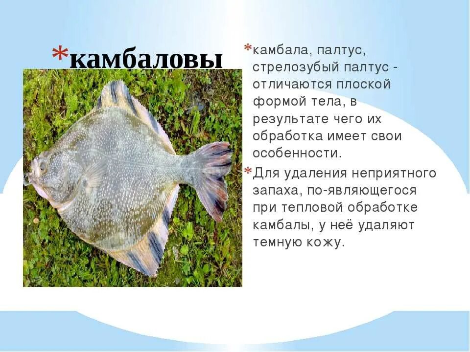 Семейство камбаловых. К какому классу относится камбала. Камбала это хрящевая рыба. Камбала палтусовая. Рыба камбала.
