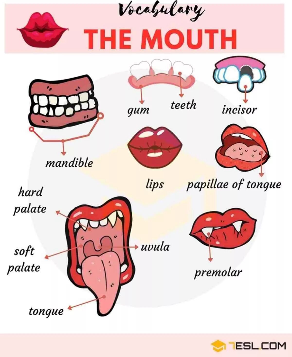 Транскрипция английских tooth