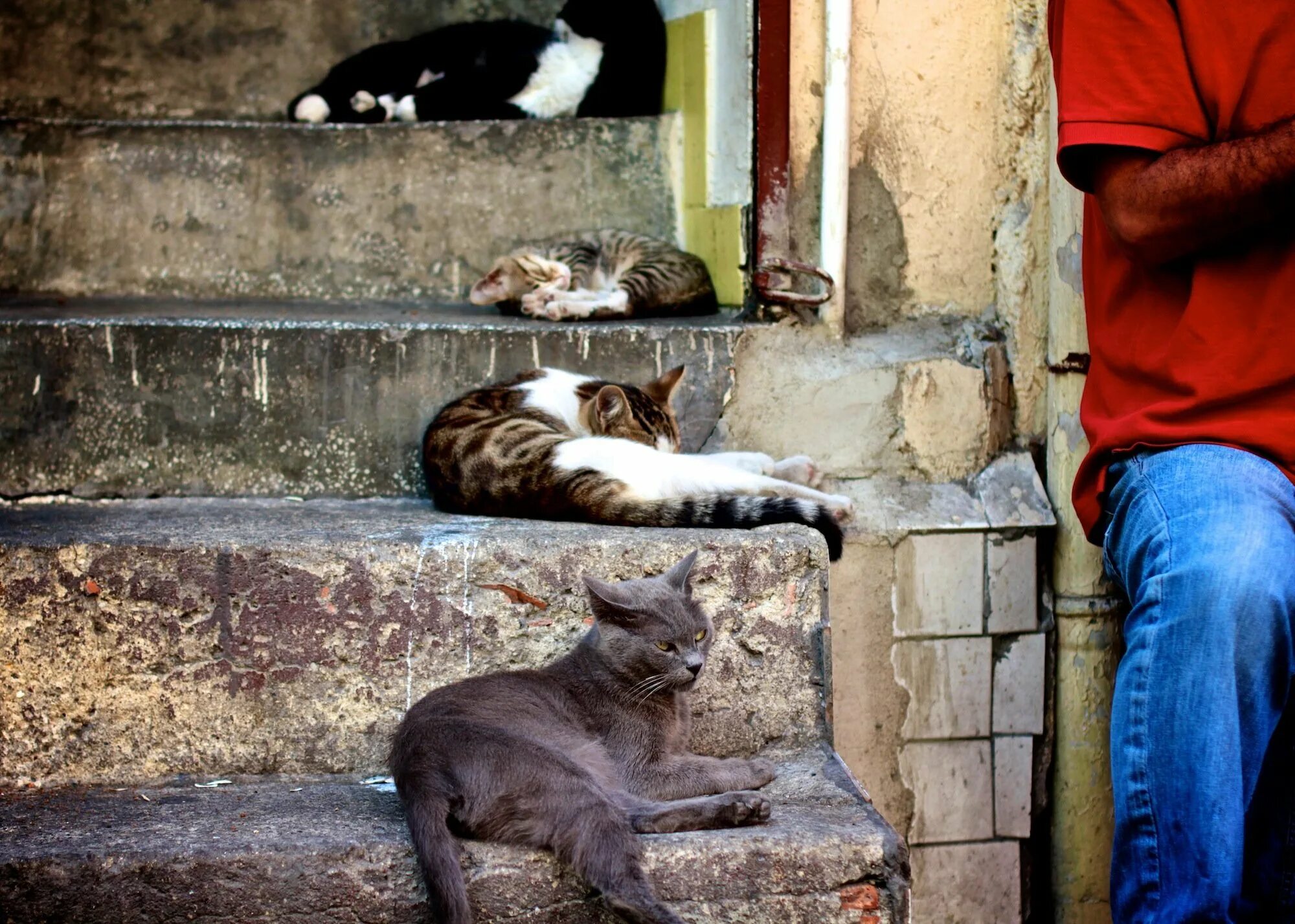 Turkey cats. Стамбул город кошек. Город кошек в Турции. Уличный кот. Уличные коты в Турции.