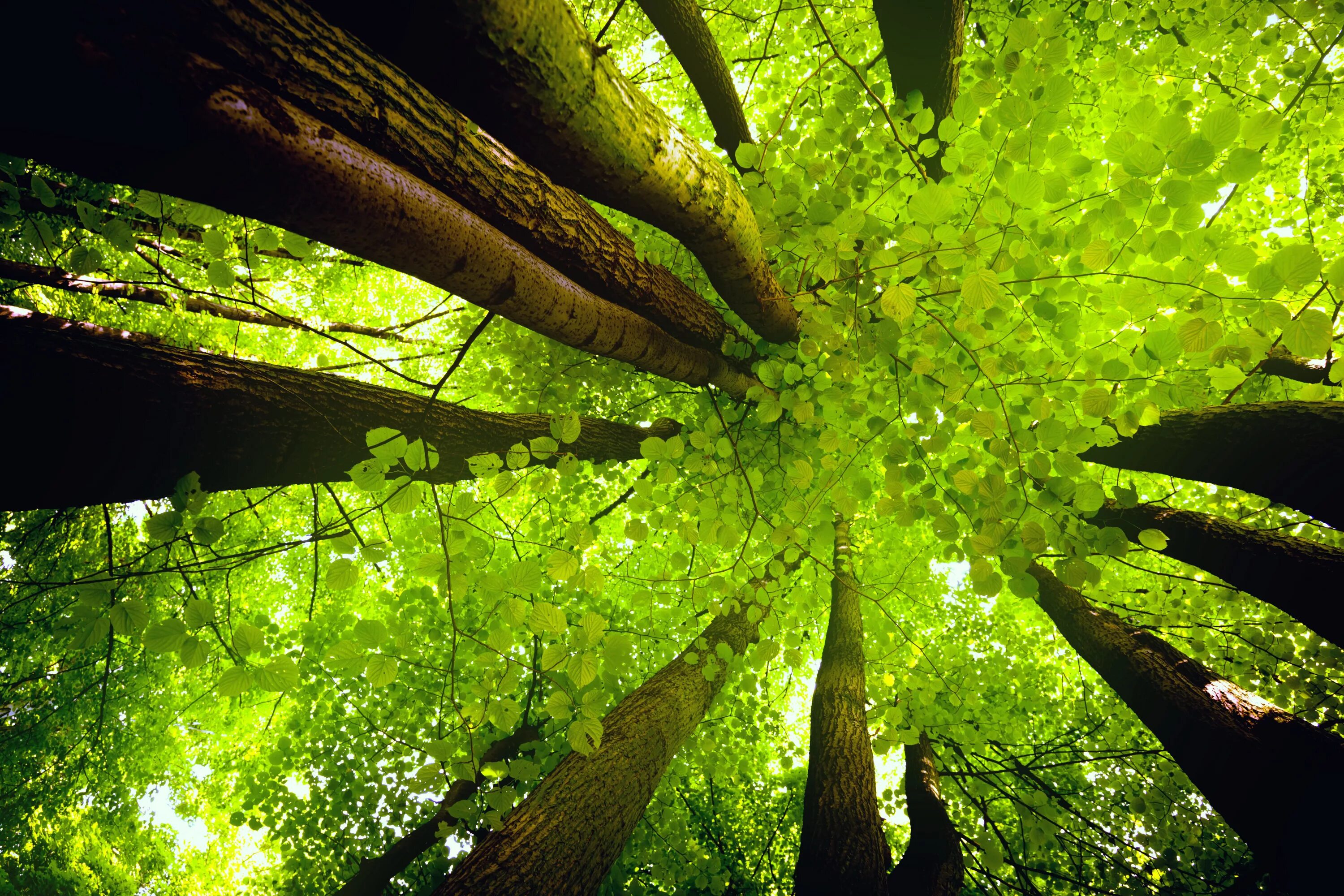 Natural tree. Крона дерева снизу. Природа деревья. Дерево зеленое. Красивое дерево.