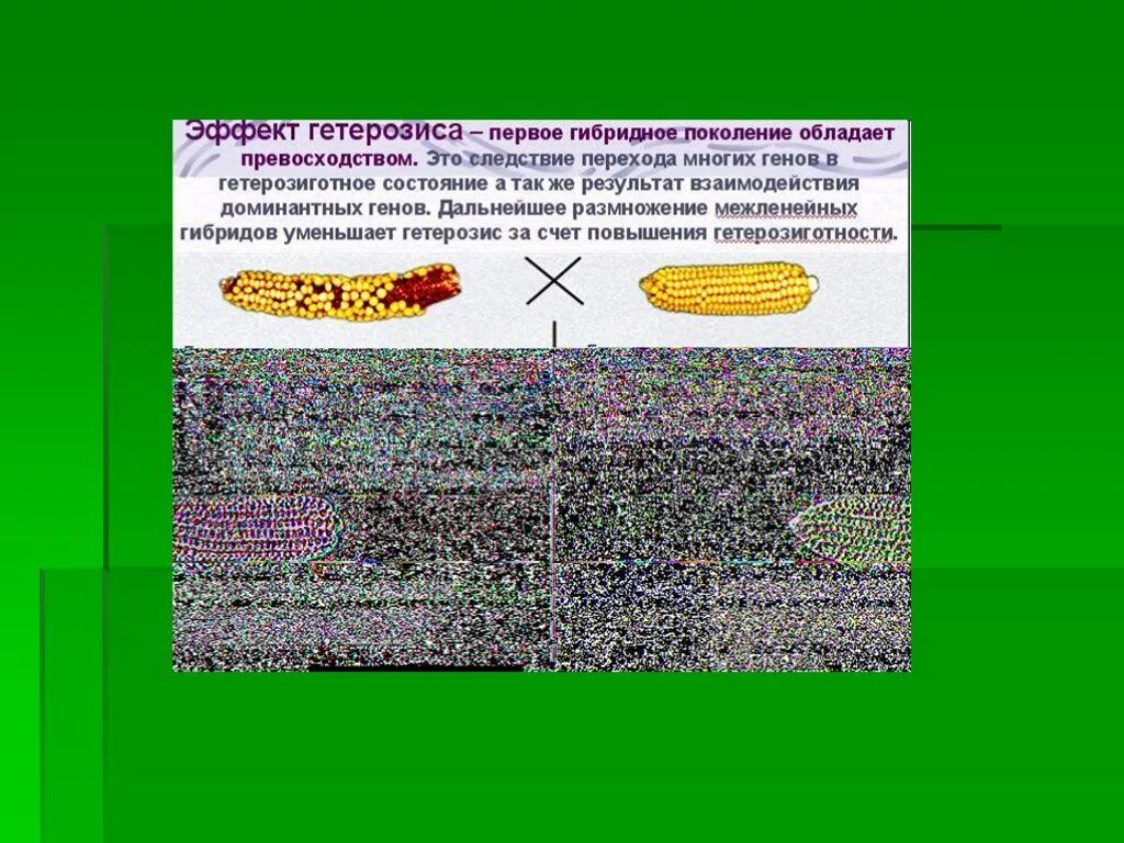 Сохраняется ли эффект гетерозиса при дальнейшем размножении