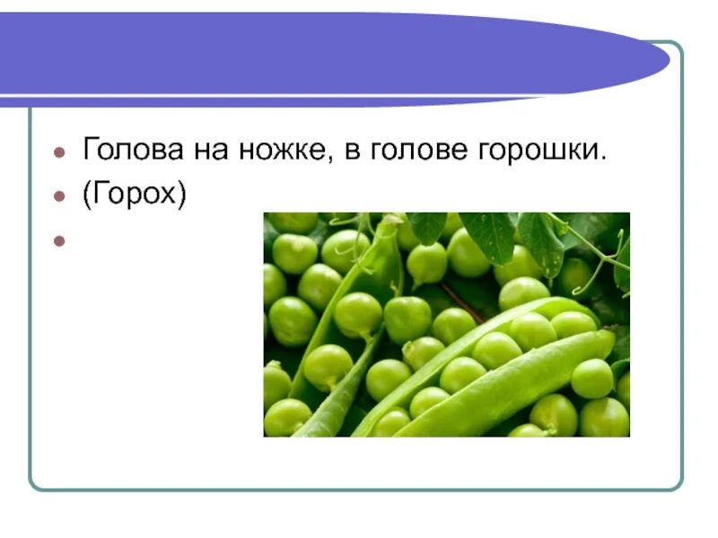 Голова на ножке в голове горошки. Голова на ножке в голове горошки ответ на загадку. Голова на ножке, а голова горошки отгадка. Голов на ножке в голове горошки ответ.