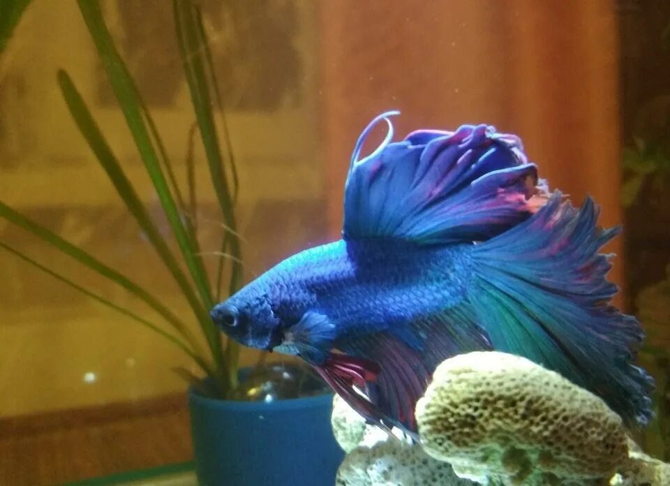 Петушок рыба содержание для начинающих. Рыбка петушок супер дельта. Петушок рыба содержание для начинающих. Петушок супер дельта коронохвостые. Рыбки петушки самынино.