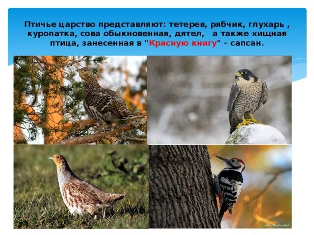 Птичье царство. Птичий остров крым. Птицы обобщение. Заповедник лебяжьи острова презентация. Квест игра птичье царство.